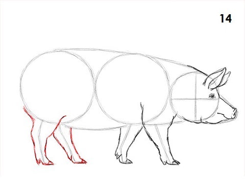 dessin cochon etape 14