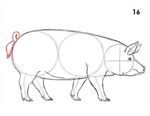 dessin cochon etape 16