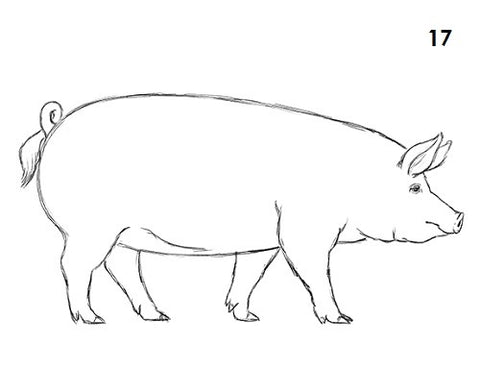 dessin cochon etape 17