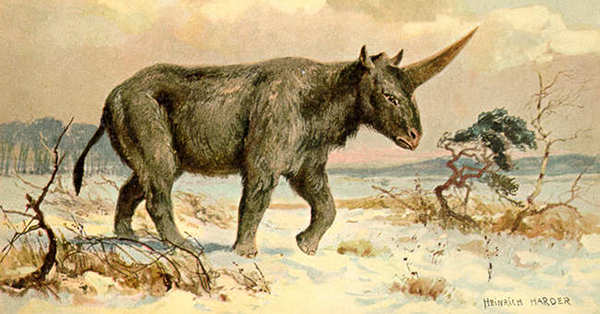 Licorne ou rhinoceros marco polo