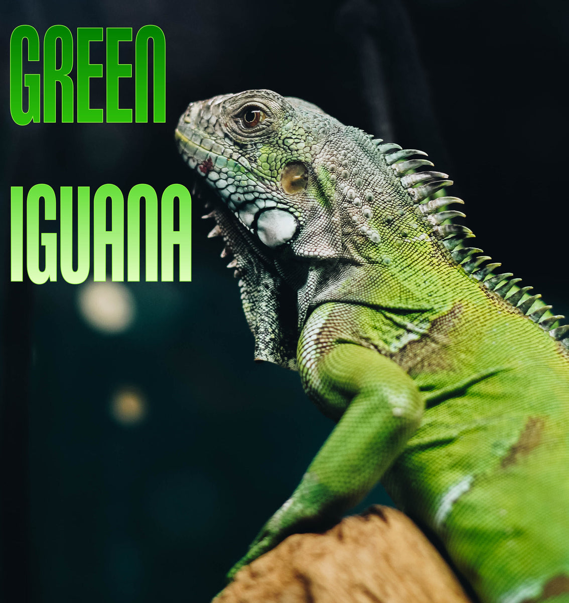 knal Roman Wederzijds Green Iguana – Stereoplasm