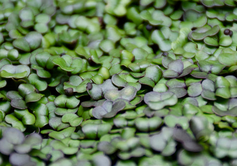 Close up of microgreens leaves