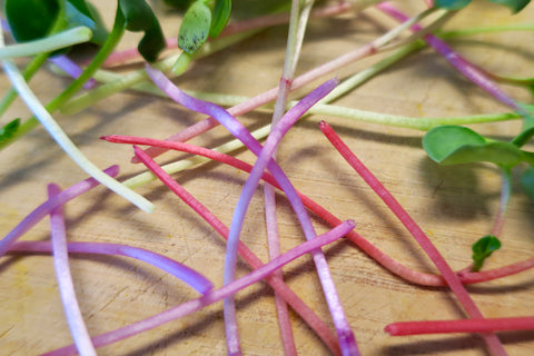 Picture of fresh colorful microgreens