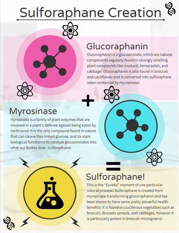 Infographic on how sulforaphane is formed
