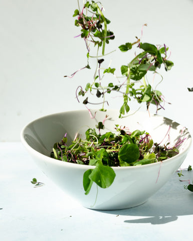 Mixed microgreens in a white bowl