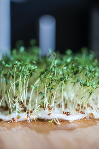 Picture of microgreens growing on a growth pad
