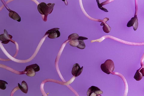 Picture of microgreens shoots on a purple background