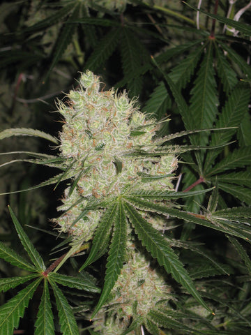 Cannalope Kush