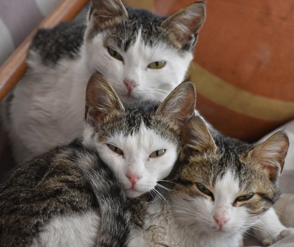 Celebrate National Cat Lovers' Month this December