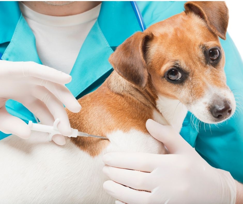 do dogs and cats need to be microchipped