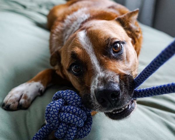 tug with rope dog toy
