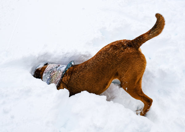 digging dog