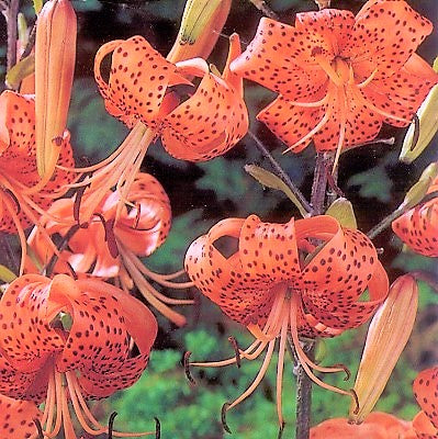Hybrid Tiger Lily Tigrinum Slendens Fresh Flowering Bulbs Beautiful Flowers Top 