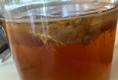 New SCOBY forming on top of liquid. Stringy, floating bits are normal. 