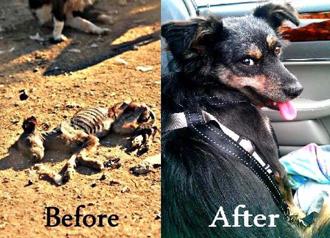 Rescued Starving Dying Dog