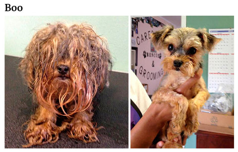Boo the rescued matted little dog