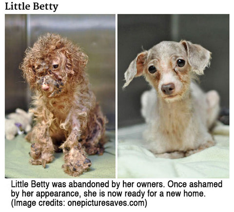 Little Betty abandoned by owners.