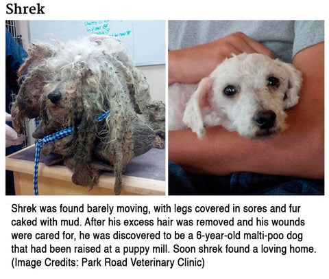Shrek found barely moving wounds, raised in puppy mill