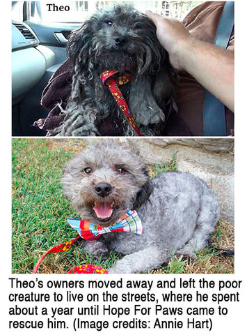 Theo abandoned living on streets rescued by Hope For Paws