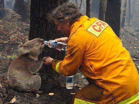 firefighters fight major fires all over the world, Australia.
