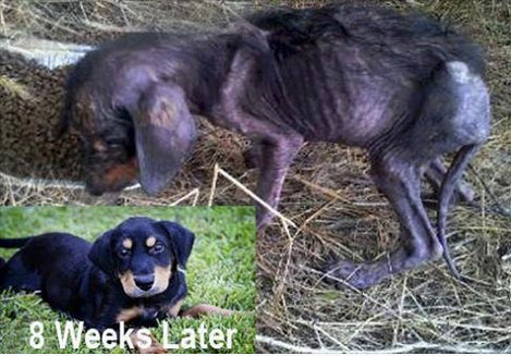 Rescued Starving Dying Dog