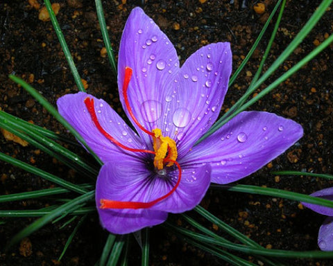 Saffron Crocus