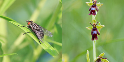 Fly orchid