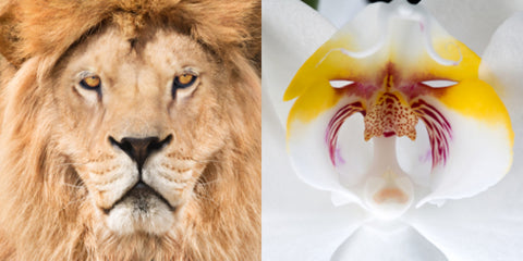 Lion Orchid