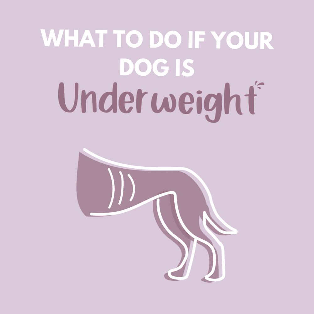 how do you know if your dog is underweight