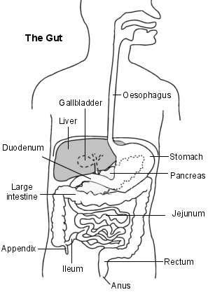 The Human Gut