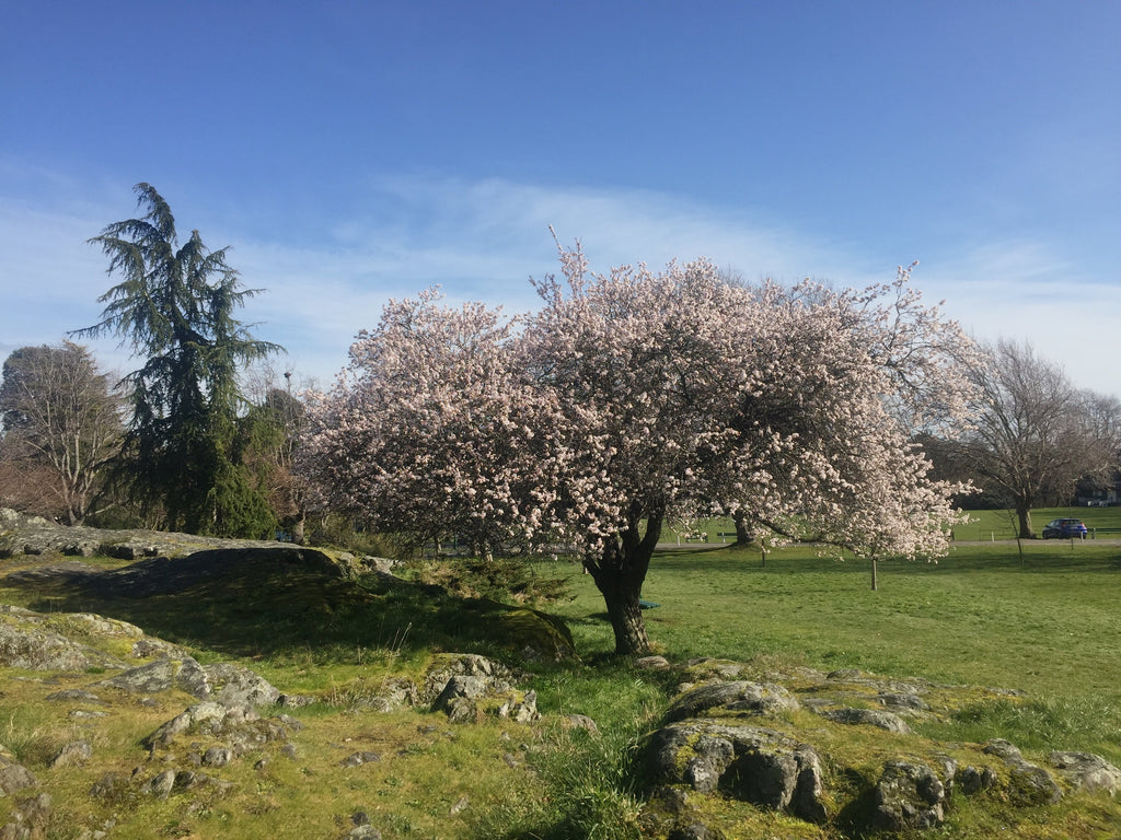 Beacon Hill Victoria BC Canada Cherry Blossoms