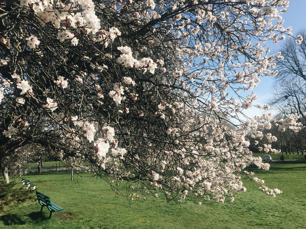 Blossoms Victoria BC Canada