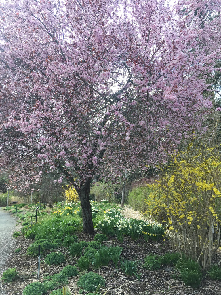 cherry blossom victoria bc