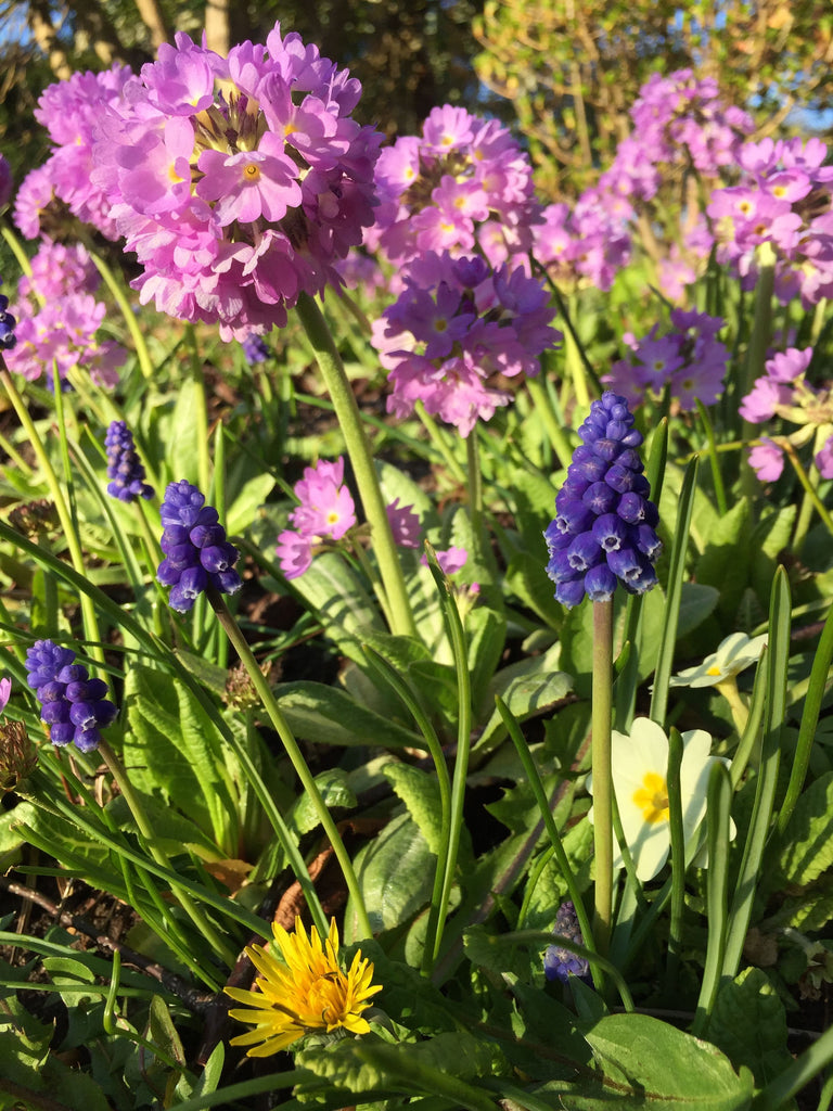 government house gardens victoria bc canada 