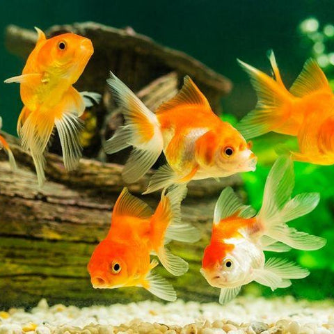 Angel Aquarium - My Life