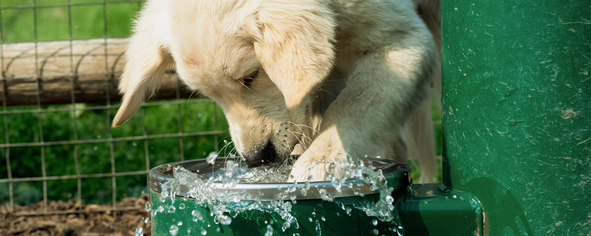 DID YOU KNOW THAT PETS DON’T ALWAYS DRINK ENOUGH WATER?