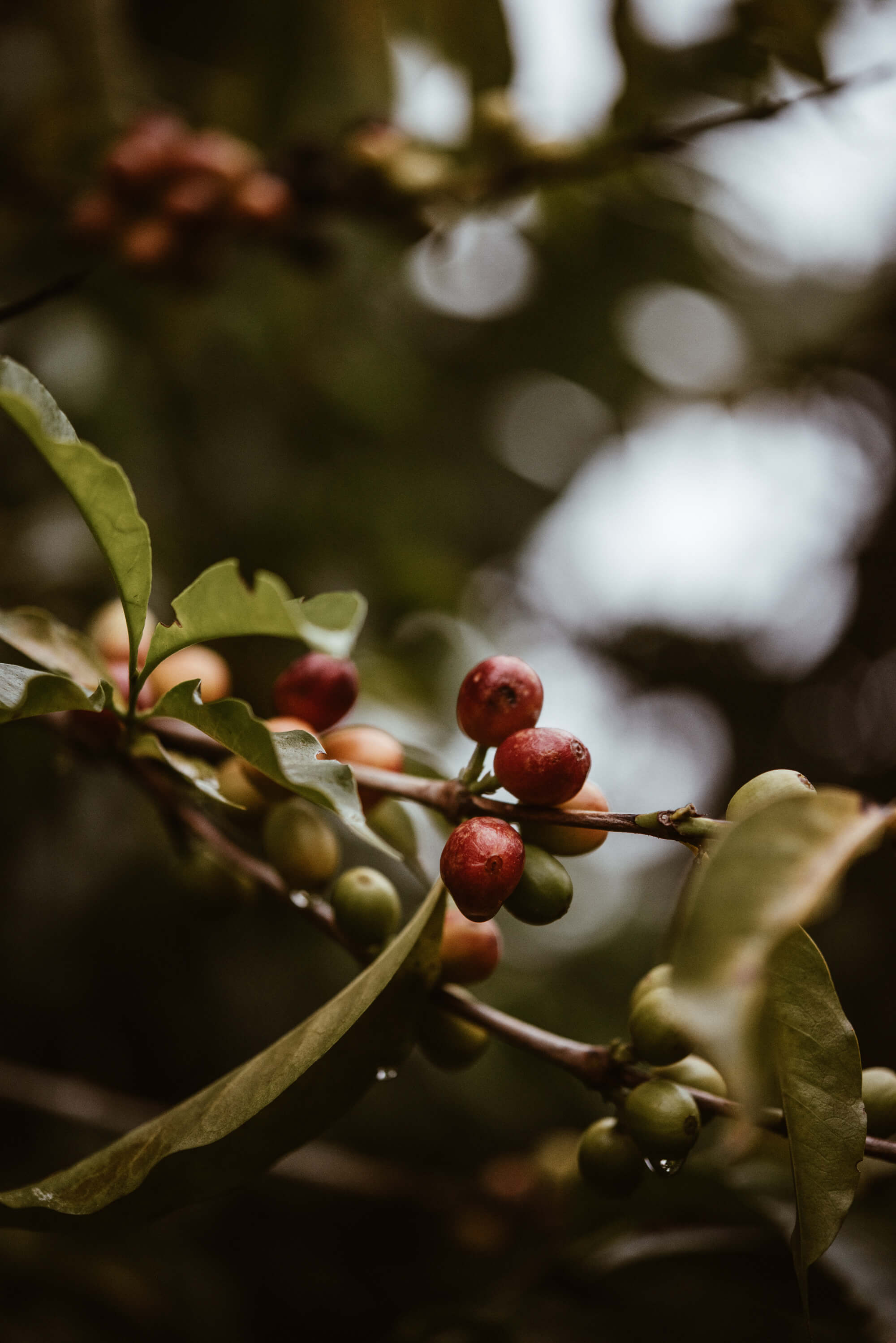 Coffee plant with coffee cherries.