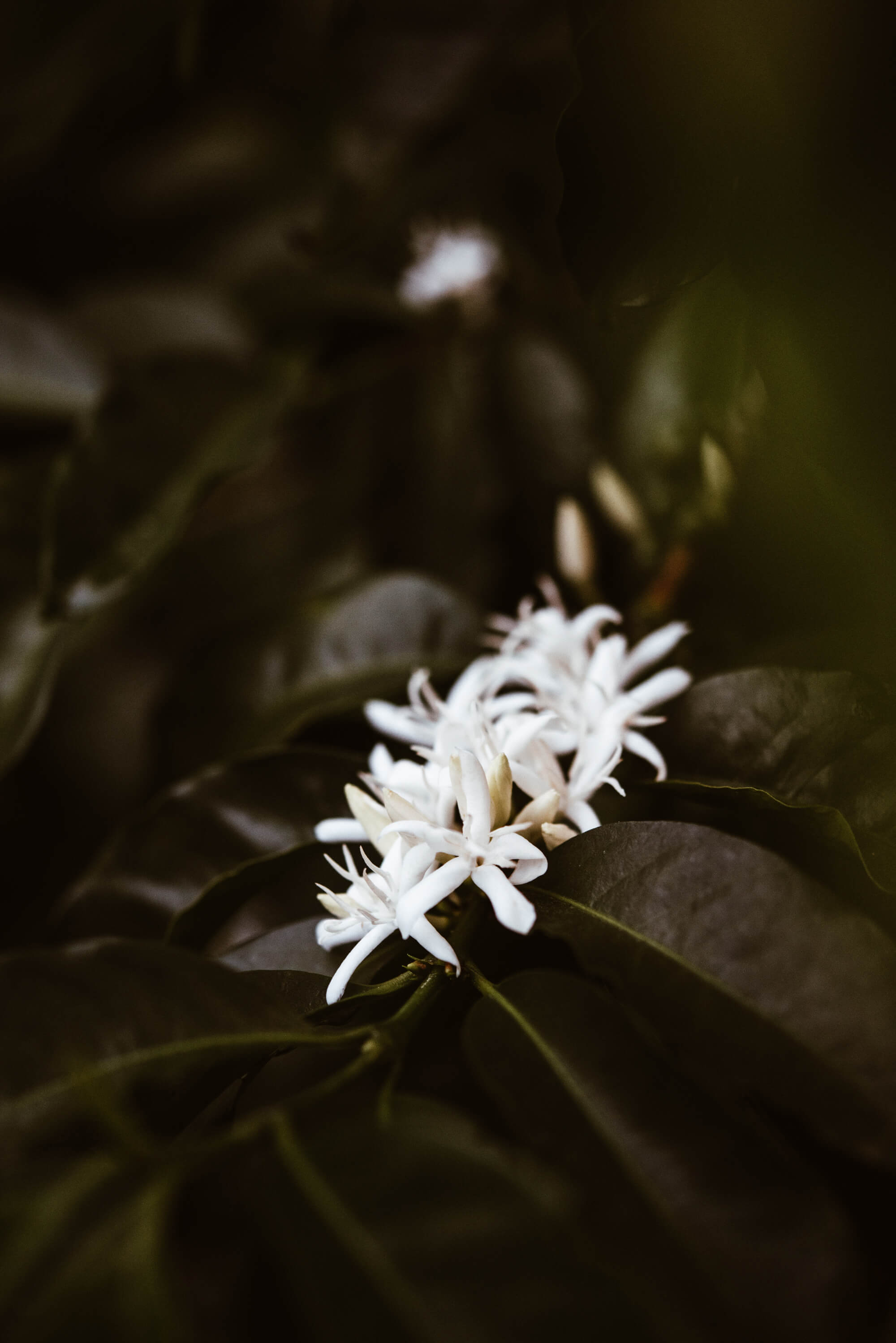 Coffee plant with white flowers.