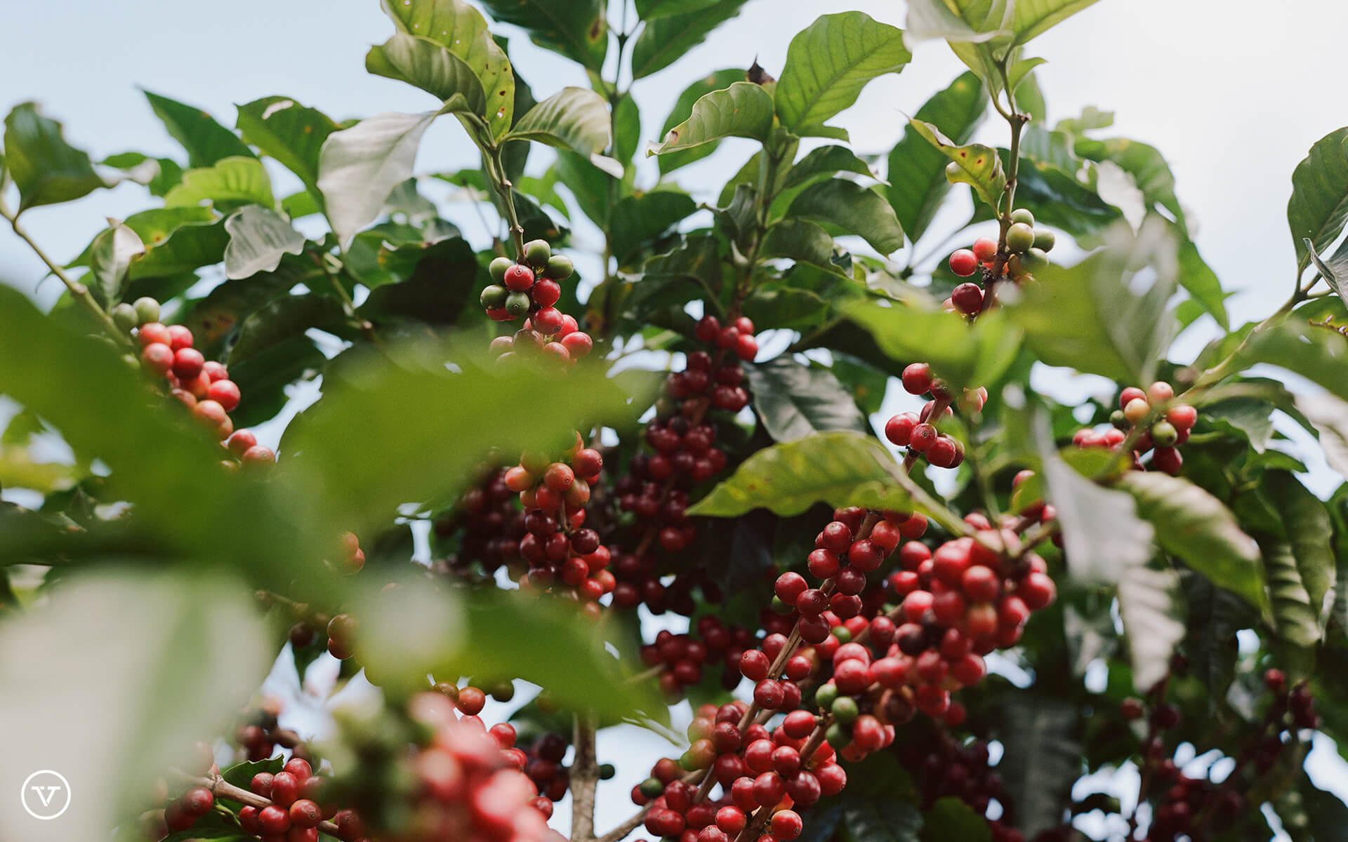 Tree full of ripe coffee cherries in Colombia.