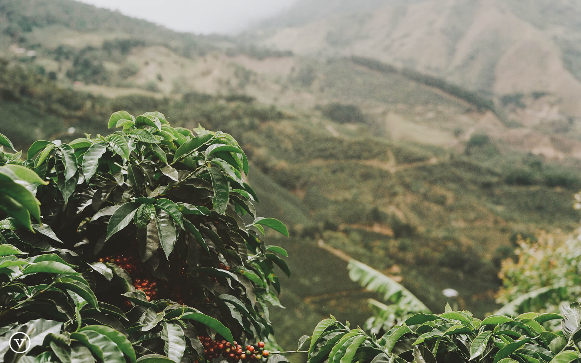 Coffee farm surrounded by mountains in Costa Rica.