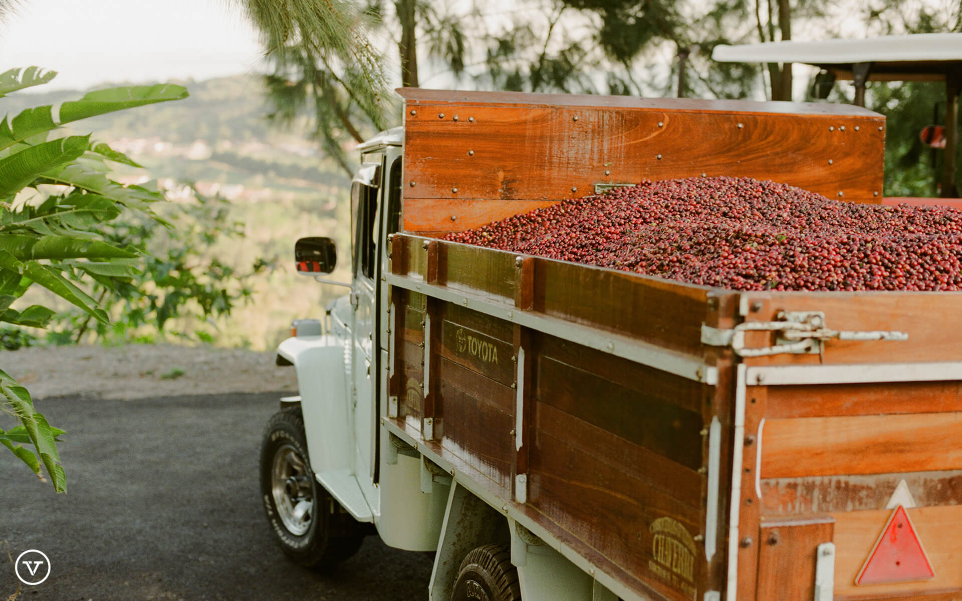 Truck transporting coffee cherries in Costa Rica.