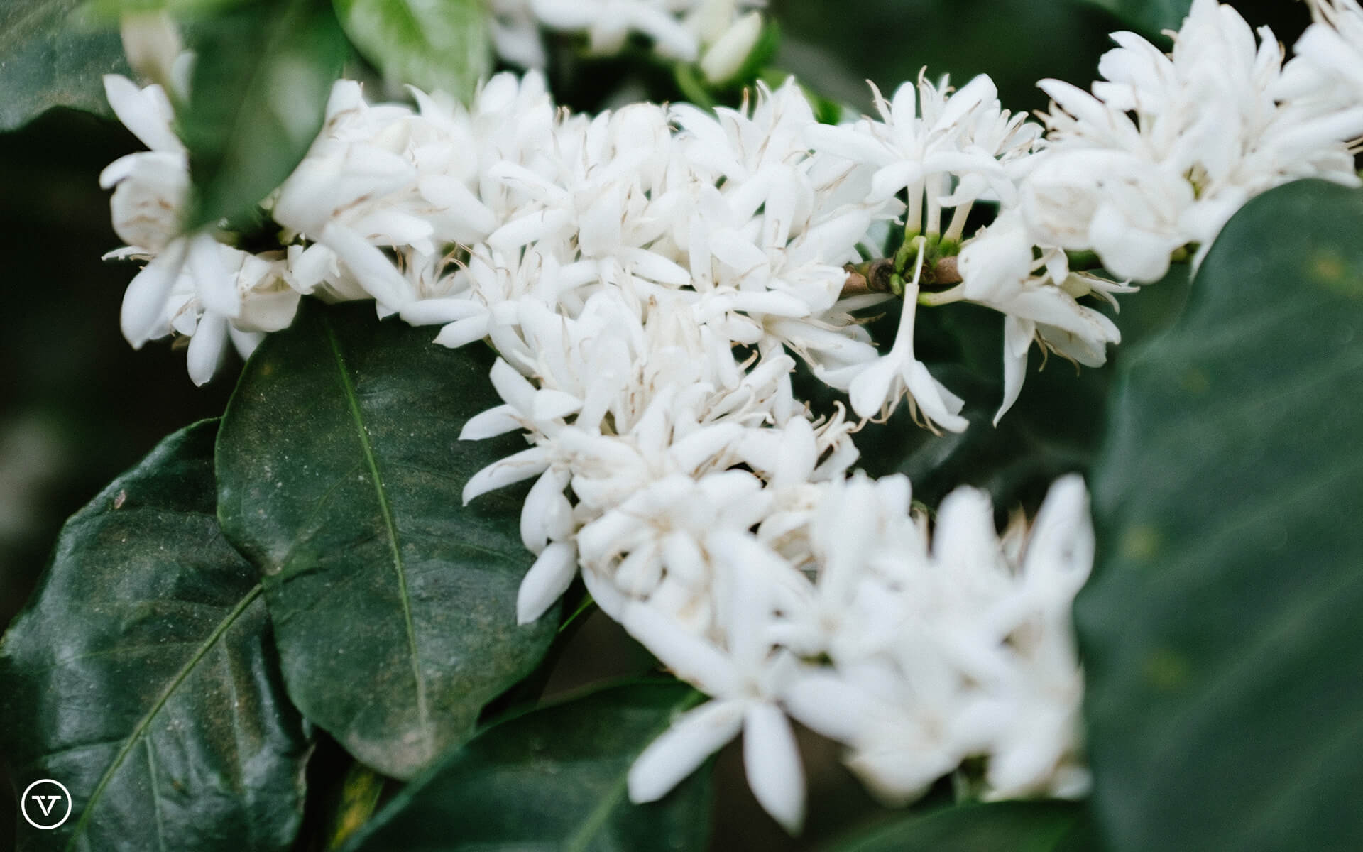 Coffee flowers blossoming in Guatemala.