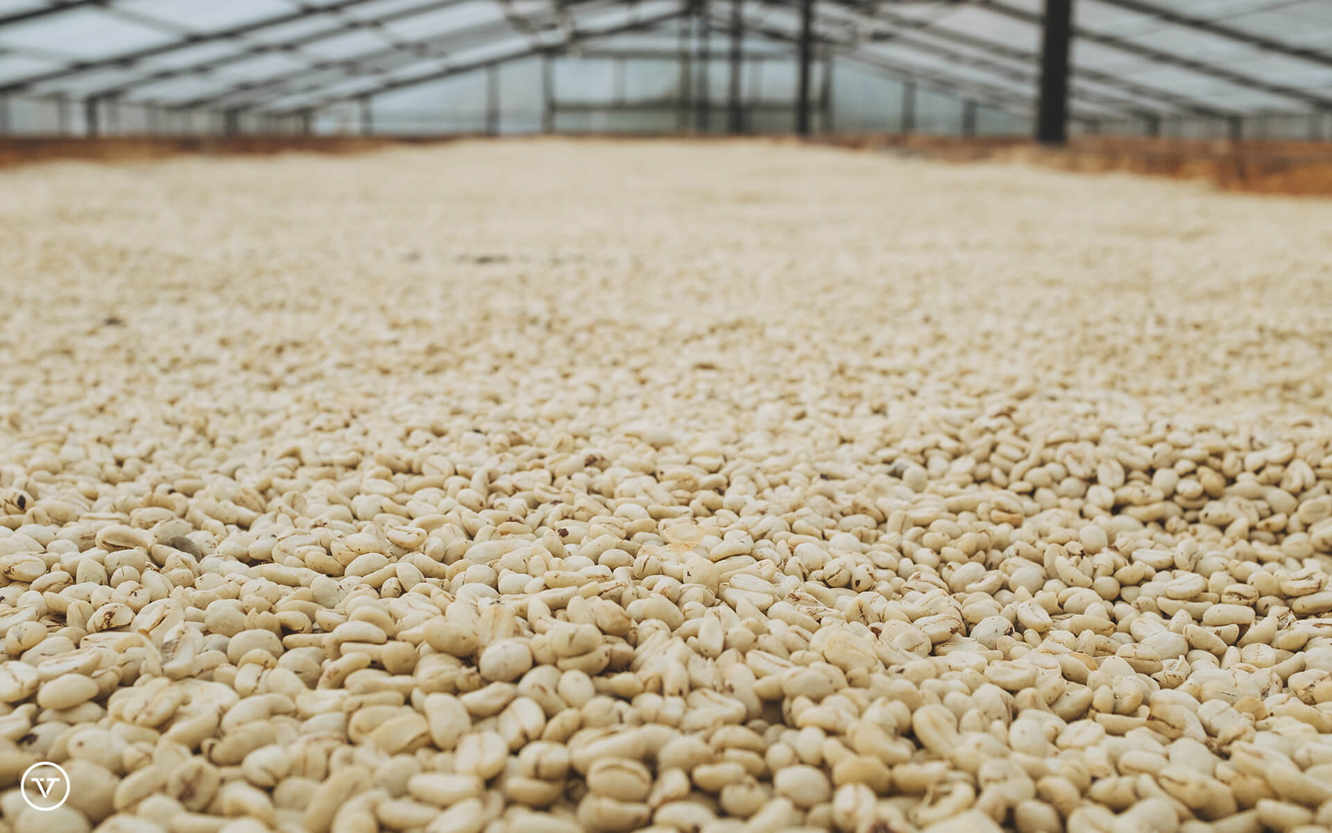 Green coffee drying in Honduras.