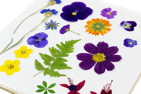pressing flowers for pressed flower crafts