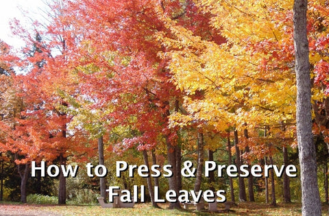 fall leaves, preserve, press, leaf press, leaf pressing, preservation