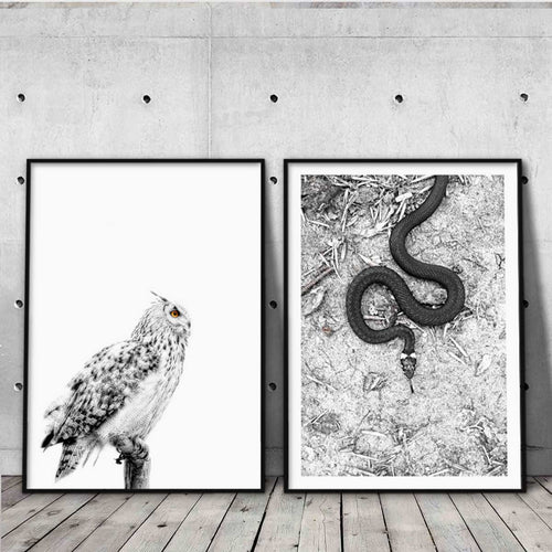 plakatpar to sort-hvide dyreplakater med en ugle og en snog
