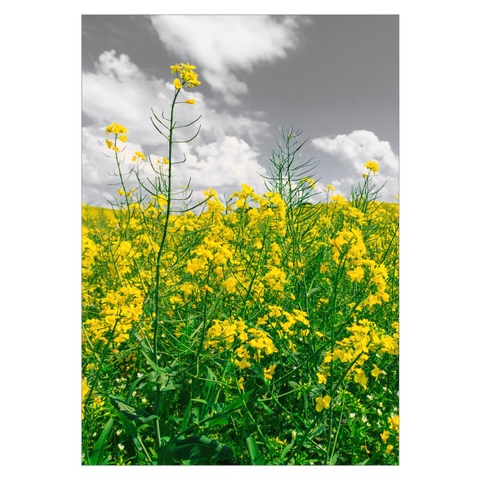 gul plakat med close up af gule raps blomster 