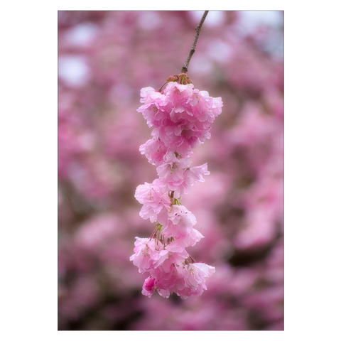 lyserød plakat med kirsebærblomster botanisk blomsterplakat