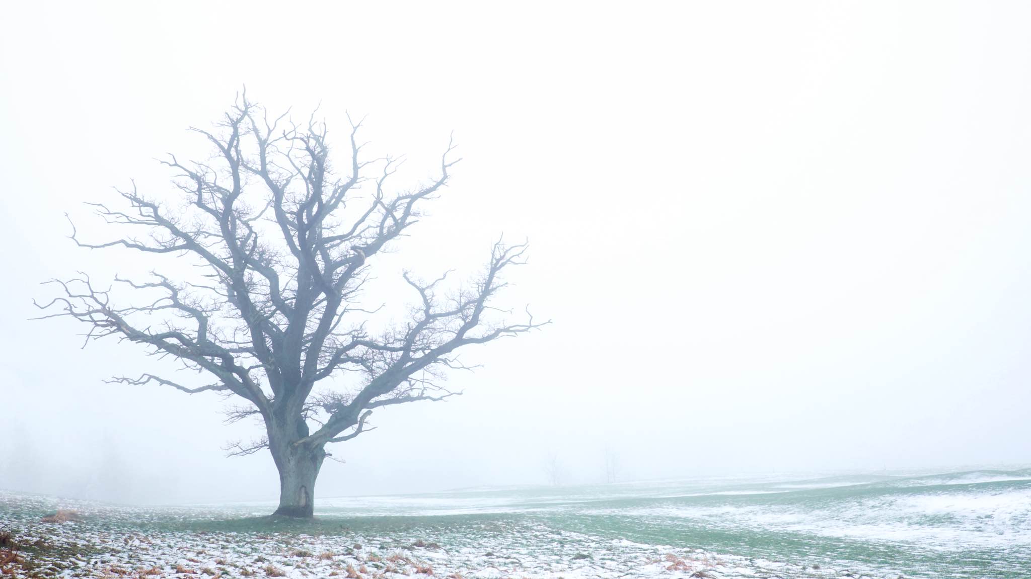 træ uden blade i tågedis