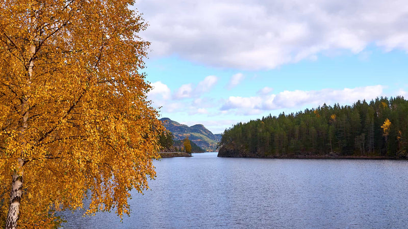 birketræ ved en norsk sø